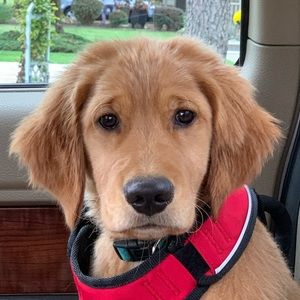 Meet your Posher, Maggie